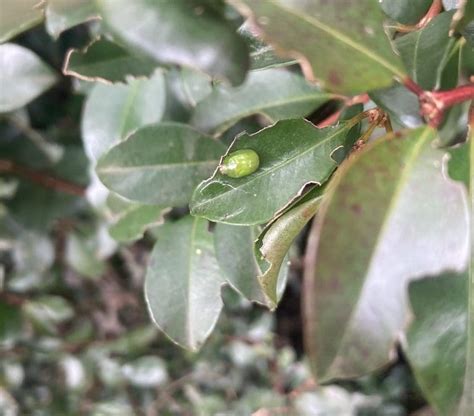 lilly pilly beetle spray|FAQs – Sticks in the garden 